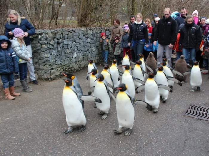 Парад пингвинов в зоопарке Цюриха